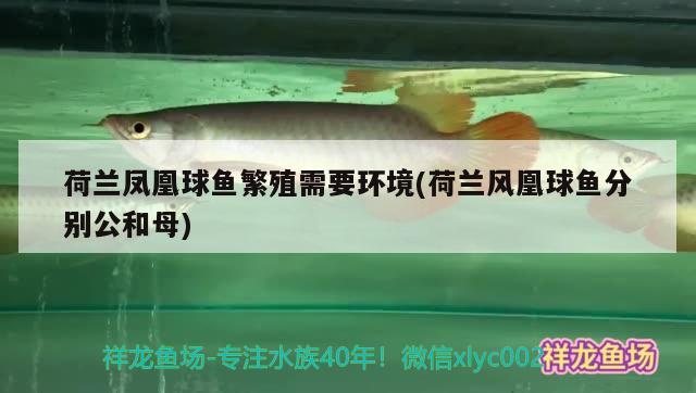 荷蘭鳳凰球魚繁殖需要環(huán)境(荷蘭風(fēng)凰球魚分別公和母) 觀賞魚