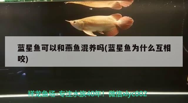 藍(lán)星魚可以和燕魚混養(yǎng)嗎(藍(lán)星魚為什么互相咬)