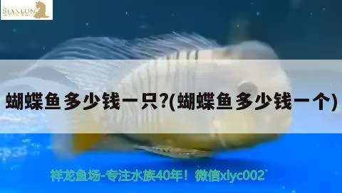 蝴蝶魚多少錢一只?(蝴蝶魚多少錢一個(gè))