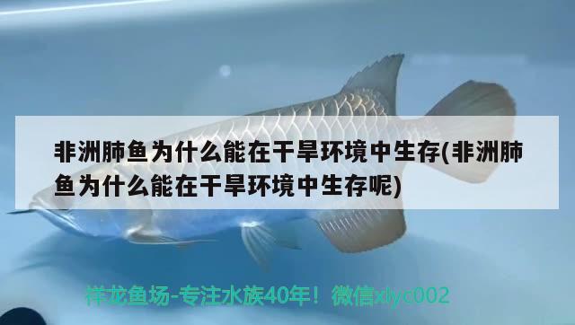 非洲肺魚為什么能在干旱環(huán)境中生存(非洲肺魚為什么能在干旱環(huán)境中生存呢)