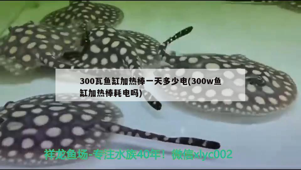 300瓦魚缸加熱棒一天多少電(300w魚缸加熱棒耗電嗎) 皇冠黑白魟魚