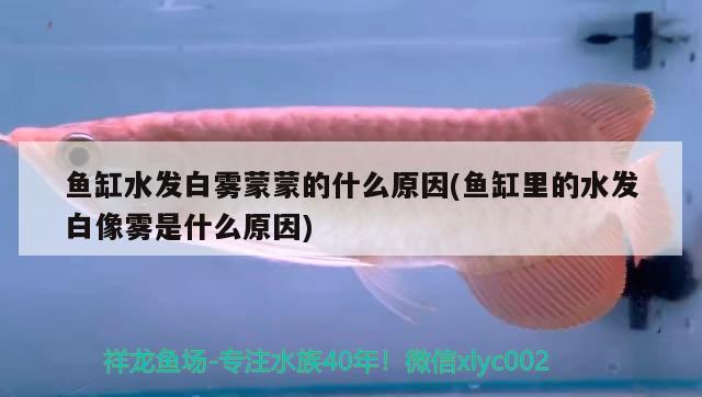 魚(yú)缸水發(fā)白霧蒙蒙的什么原因(魚(yú)缸里的水發(fā)白像霧是什么原因) 觀賞魚(yú)