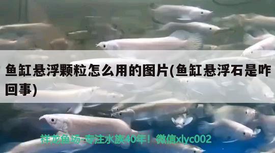 魚(yú)缸懸浮顆粒怎么用的圖片(魚(yú)缸懸浮石是咋回事)