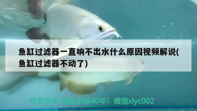 魚缸過濾器一直響不出水什么原因視頻解說(魚缸過濾器不動了)