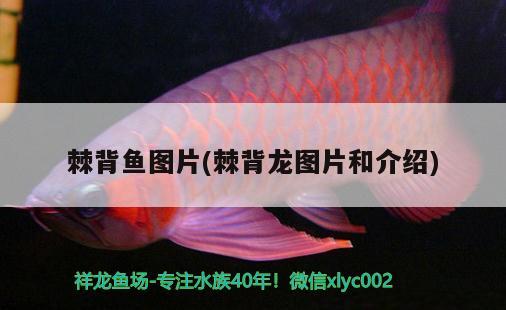 棘背魚圖片(棘背龍圖片和介紹)