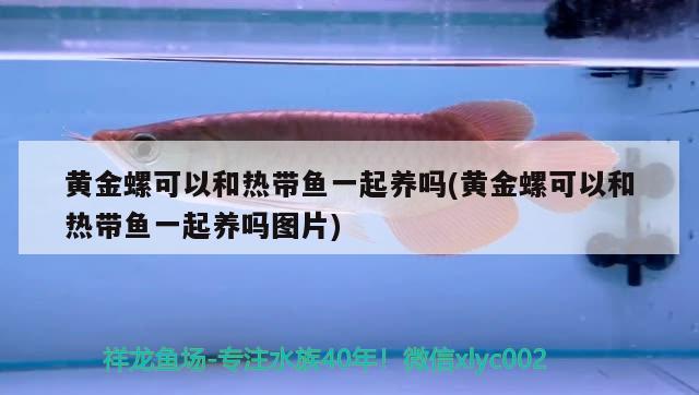 黃金螺可以和熱帶魚一起養(yǎng)嗎(黃金螺可以和熱帶魚一起養(yǎng)嗎圖片) 觀賞魚