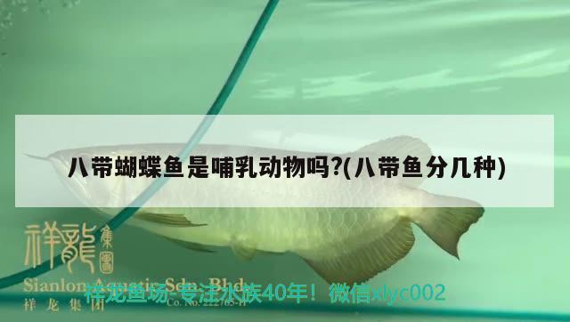 八帶蝴蝶魚是哺乳動物嗎?(八帶魚分幾種)