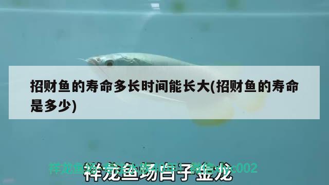 招財(cái)魚的壽命多長(zhǎng)時(shí)間能長(zhǎng)大(招財(cái)魚的壽命是多少) 觀賞魚