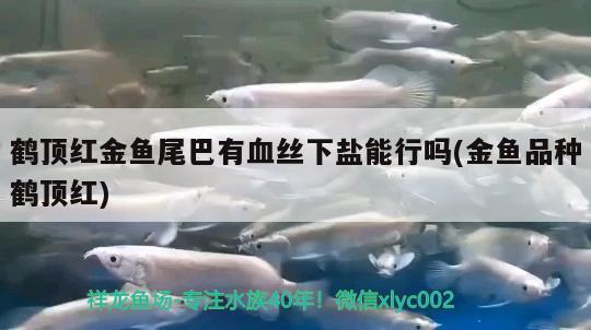 鶴頂紅金魚尾巴有血絲下鹽能行嗎(金魚品種鶴頂紅)