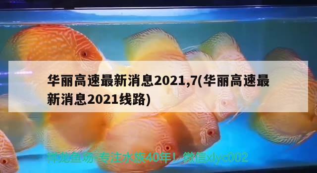 華麗高速最新消息2021,7(華麗高速最新消息2021線路)