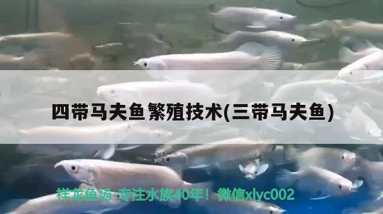 四帶馬夫魚(yú)繁殖技術(shù)(三帶馬夫魚(yú)) 觀賞魚(yú)