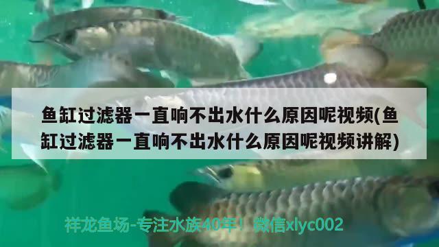 魚缸過濾器一直響不出水什么原因呢視頻(魚缸過濾器一直響不出水什么原因呢視頻講解)