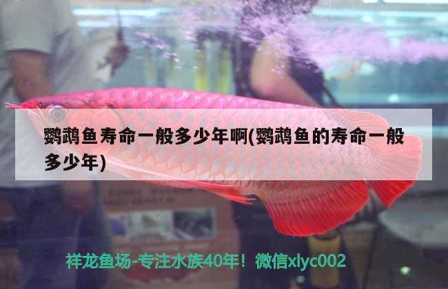 鸚鵡魚壽命一般多少年啊(鸚鵡魚的壽命一般多少年) 鸚鵡魚