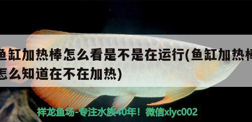 魚缸加熱棒怎么看是不是在運(yùn)行(魚缸加熱棒怎么知道在不在加熱)