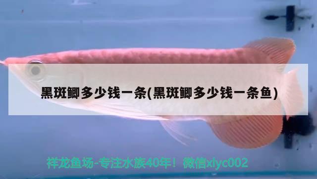 黑斑鯽多少錢一條(黑斑鯽多少錢一條魚(yú)) 觀賞魚(yú)