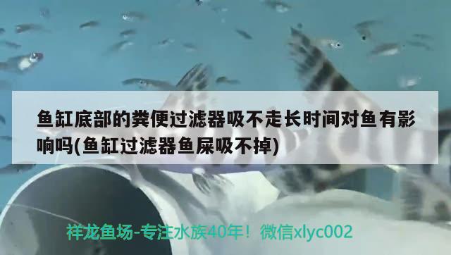 魚缸底部的糞便過濾器吸不走長時間對魚有影響嗎(魚缸過濾器魚屎吸不掉) 哥倫比亞巨暴魚苗