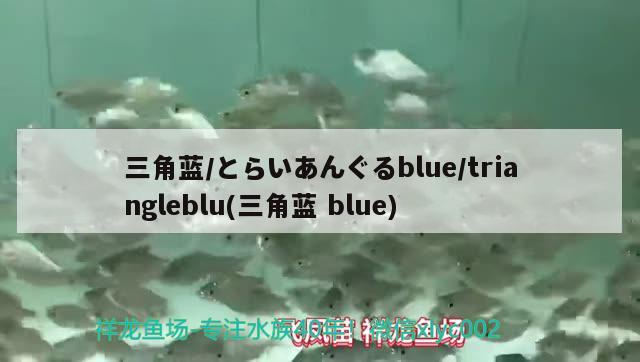 三角藍(lán)/とらいあんぐるblue/triangleblu(三角藍(lán)blue)