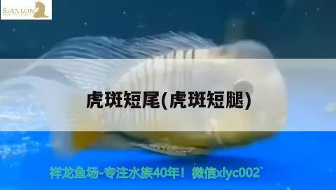 虎斑短尾(虎斑短腿) 觀賞魚