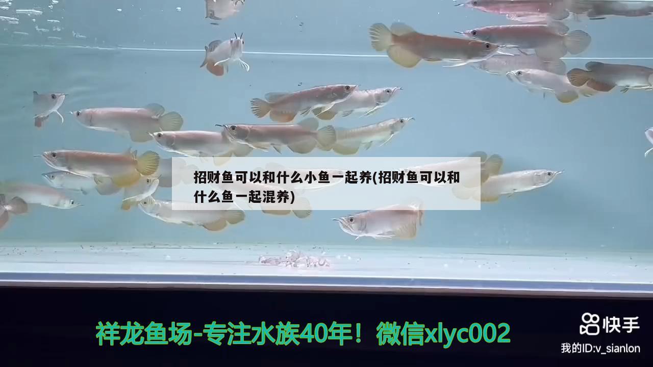 招財(cái)魚可以和什么小魚一起養(yǎng)(招財(cái)魚可以和什么魚一起混養(yǎng)) 觀賞魚