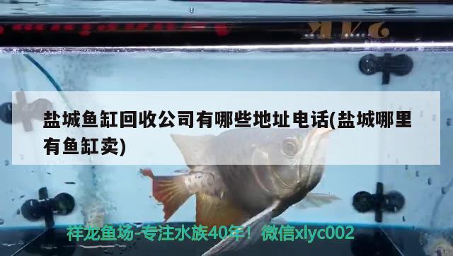 鹽城魚缸回收公司有哪些地址電話(鹽城哪里有魚缸賣)