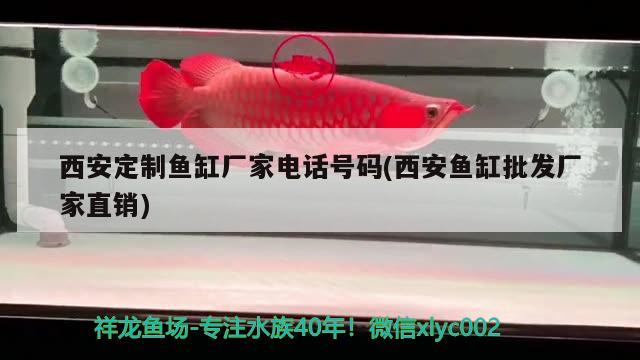 西安定制魚缸廠家電話號碼(西安魚缸批發(fā)廠家直銷) 肺魚