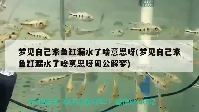 夢見自己家魚缸漏水了啥意思呀(夢見自己家魚缸漏水了啥意思呀周公解夢)