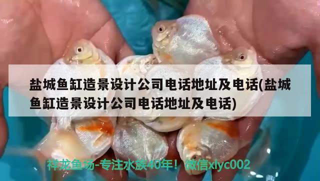 鹽城魚缸造景設計公司電話地址及電話(鹽城魚缸造景設計公司電話地址及電話) 紅尾平克魚