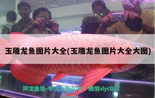 玉雕龍魚圖片大全(玉雕龍魚圖片大全大圖) 觀賞魚