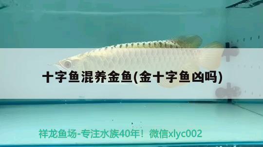 十字魚(yú)混養(yǎng)金魚(yú)(金十字魚(yú)兇嗎)