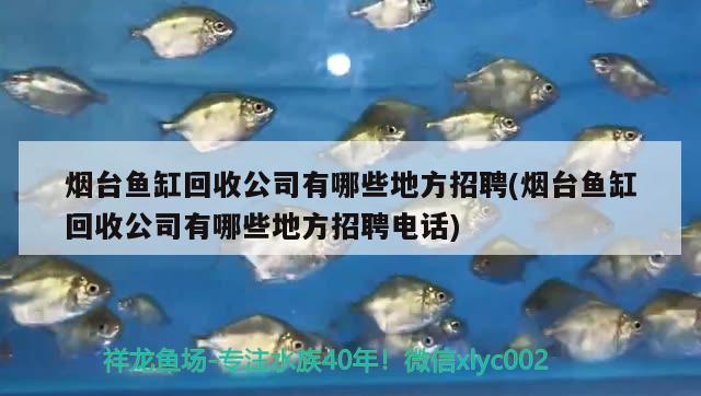 煙臺(tái)魚(yú)缸回收公司有哪些地方招聘(煙臺(tái)魚(yú)缸回收公司有哪些地方招聘電話)