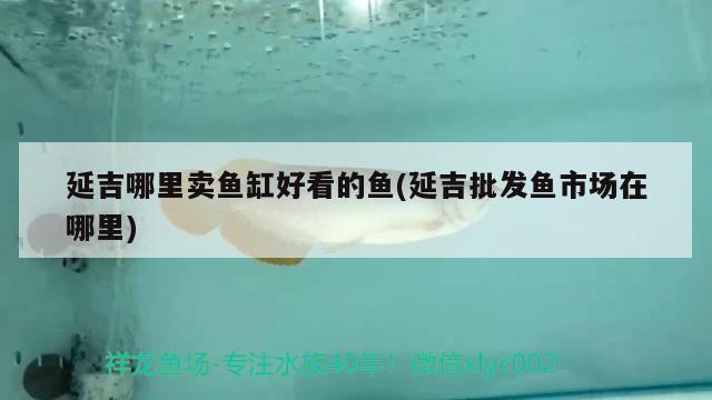 延吉哪里賣魚缸好看的魚(延吉批發(fā)魚市場(chǎng)在哪里)