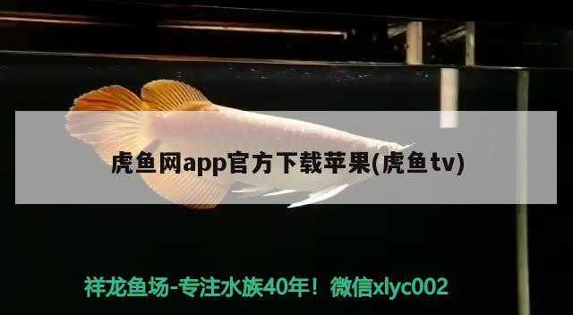 虎魚網(wǎng)app官方下載蘋果(虎魚tv)