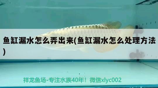 魚缸漏水怎么弄出來(lái)(魚缸漏水怎么處理方法) 國(guó)產(chǎn)元寶鳳凰魚