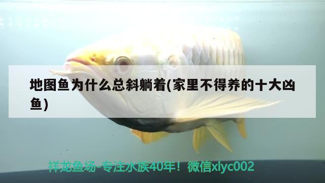 地圖魚為什么總斜躺著(家里不得養(yǎng)的十大兇魚) 觀賞魚