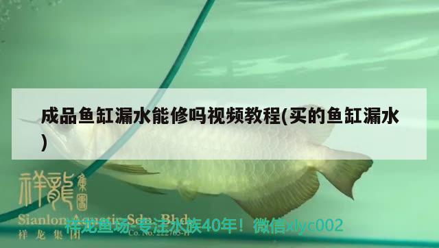 成品魚缸漏水能修嗎視頻教程(買的魚缸漏水) 廣州觀賞魚魚苗批發(fā)市場