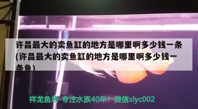 許昌最大的賣魚缸的地方是哪里啊多少錢一條(許昌最大的賣魚缸的地方是哪里啊多少錢一條魚) 鸚鵡魚