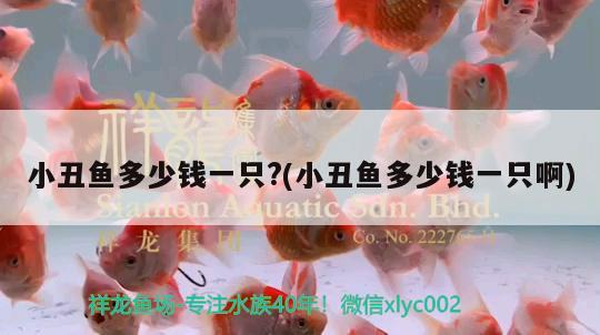 小丑魚多少錢一只?(小丑魚多少錢一只啊) 海水魚 第1張