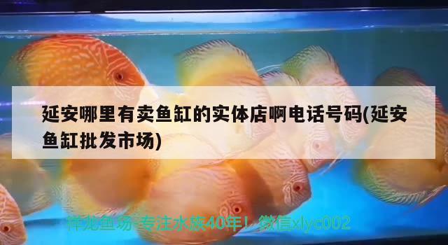 延安哪里有賣魚缸的實(shí)體店啊電話號(hào)碼(延安魚缸批發(fā)市場(chǎng))