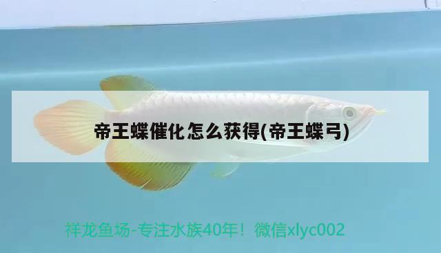 帝王蝶催化怎么獲得(帝王蝶弓) 觀賞魚