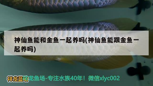 神仙魚能和金魚一起養(yǎng)嗎(神仙魚能跟金魚一起養(yǎng)嗎)