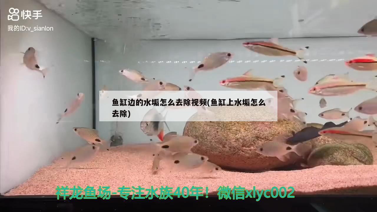 魚缸邊的水垢怎么去除視頻(魚缸上水垢怎么去除) 赤荔鳳冠魚