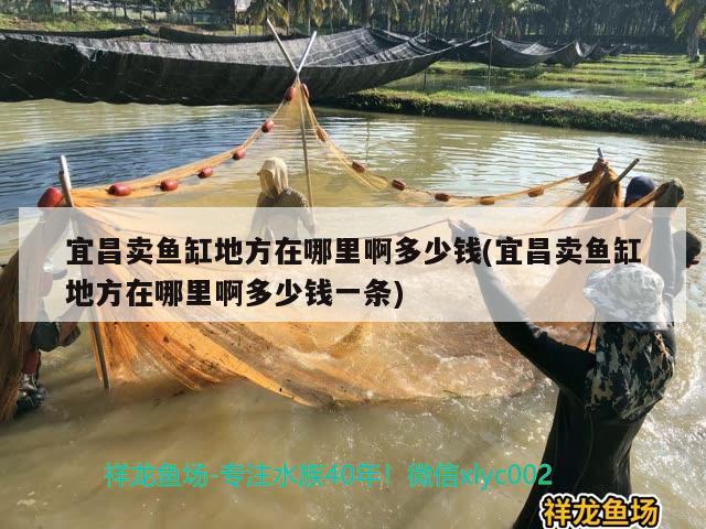 宜昌賣魚缸地方在哪里啊多少錢(宜昌賣魚缸地方在哪里啊多少錢一條) 海象魚