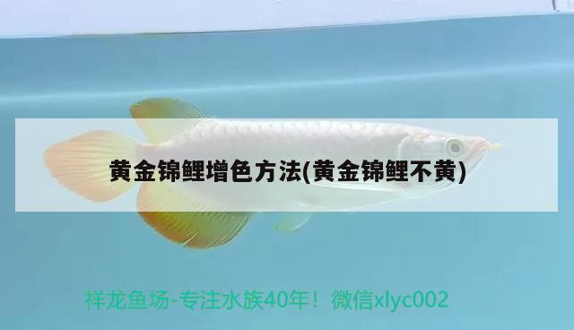 黃金錦鯉增色方法(黃金錦鯉不黃) 觀賞魚(yú)