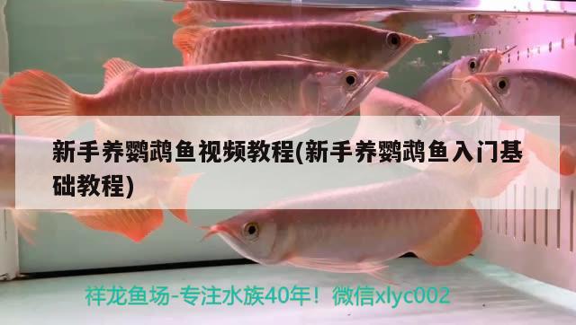 新手養(yǎng)鸚鵡魚視頻教程(新手養(yǎng)鸚鵡魚入門基礎(chǔ)教程)