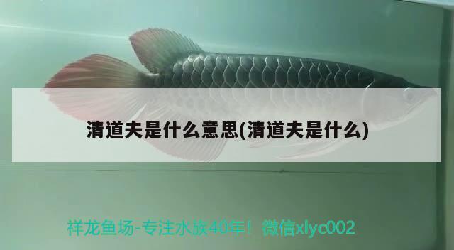 清道夫是什么意思(清道夫是什么) 觀賞魚(yú)