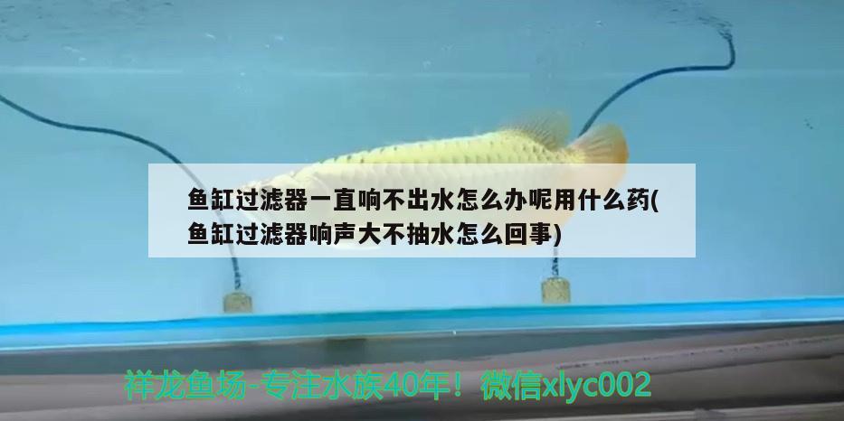 魚缸過濾器一直響不出水怎么辦呢用什么藥(魚缸過濾器響聲大不抽水怎么回事) 森森魚缸