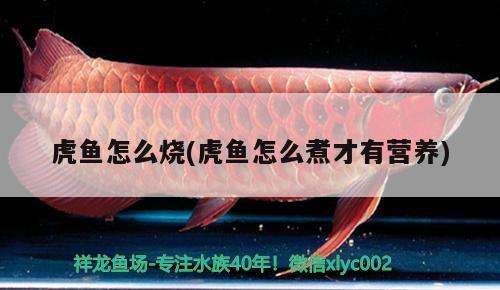 虎魚怎么燒(虎魚怎么煮才有營養(yǎng))