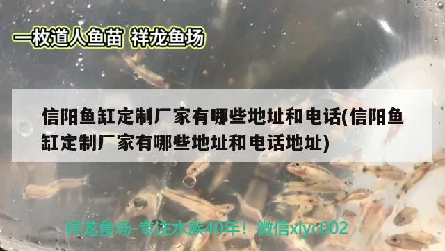 信陽魚缸定制廠家有哪些地址和電話(信陽魚缸定制廠家有哪些地址和電話地址) 紅眼黃化幽靈火箭魚|皇家火箭魚