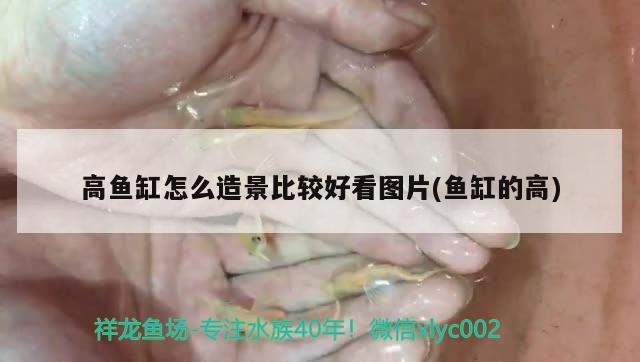 高魚缸怎么造景比較好看圖片(魚缸的高) 白子銀版魚苗