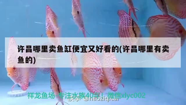 許昌哪里賣魚缸便宜又好看的(許昌哪里有賣魚的)